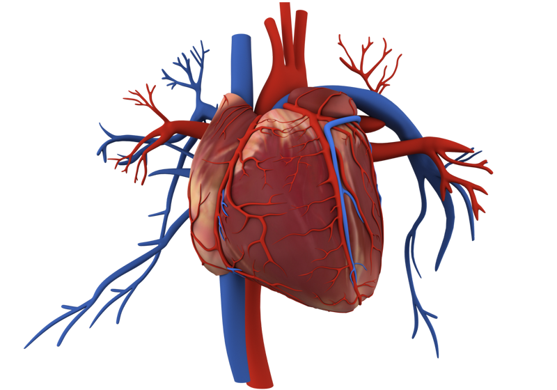 Medical animation visual